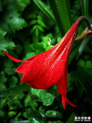 【生活的地方】+朱頂紅