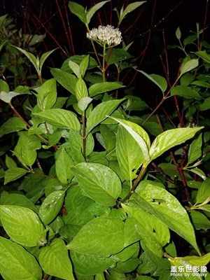 s20和note8拍照差了10萬8000里！