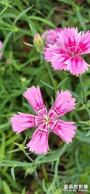 格?；?，金盞菊