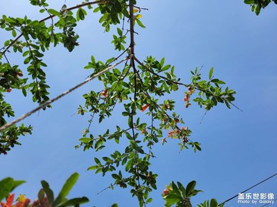 石榴花開