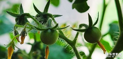 風(fēng)景和微距