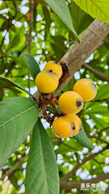 【生活的地方】+又見(jiàn)枇杷