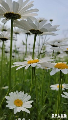 石家莊滹沱河邊小雛菊