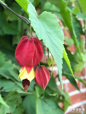 【碎片日?！?少見(jiàn)的紅萼苘麻