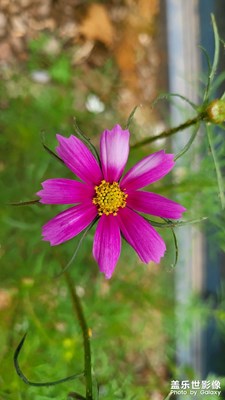 發(fā)一組隨拍照片