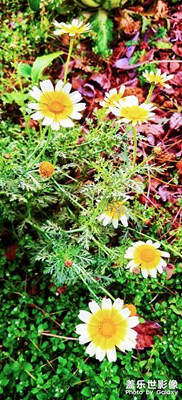 【碎片日?！?野花