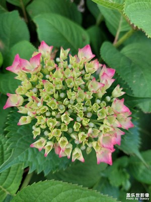 【城鄉(xiāng)美景】繡球花