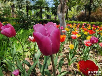 【碎片日常】+公園里的郁金香