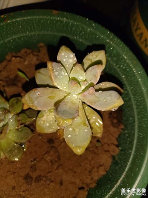 一盆小小的鮮嫩的肉