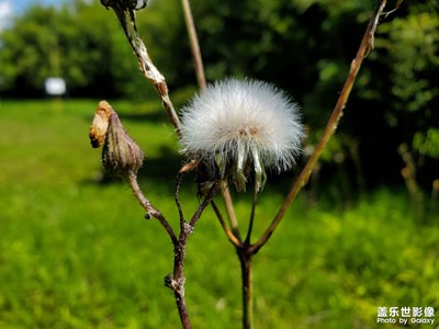 【碎片日?！?花草