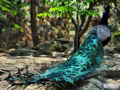 【隨手拍】禽鳴苑