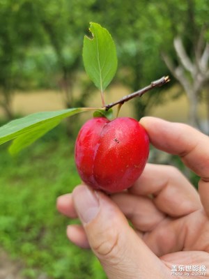 記美麗新農(nóng)村摘果