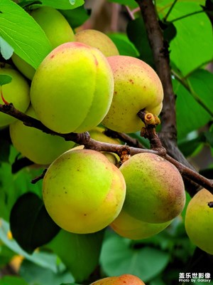 22u用谷歌相機實拍體驗