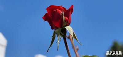 花期已至，美好如初。