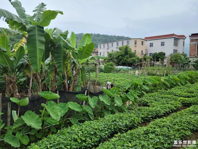 鄉(xiāng)下的雨天