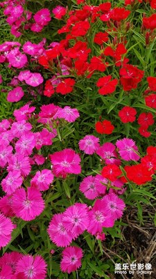 【當(dāng)下好時(shí)光】+小花石竹