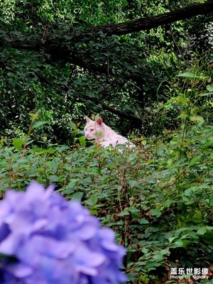 夕霞小筑恰個飯