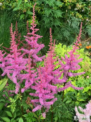 【當(dāng)下好時(shí)光】+花都開(kāi)好了