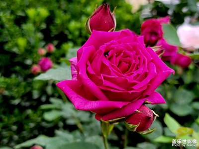 單位月季花??隨手拍