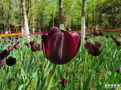 【把生活拍成電影】+賞花踏青