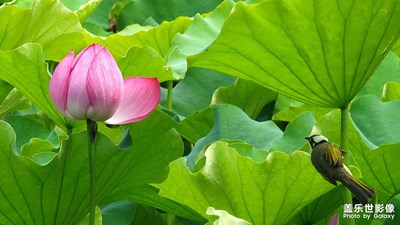 【把生活拍成電影】+又見(jiàn)夏荷