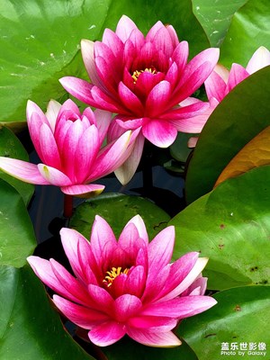 【把生活拍成電影】+睡蓮