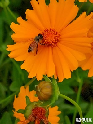 【把生活拍成電影】+花蜂