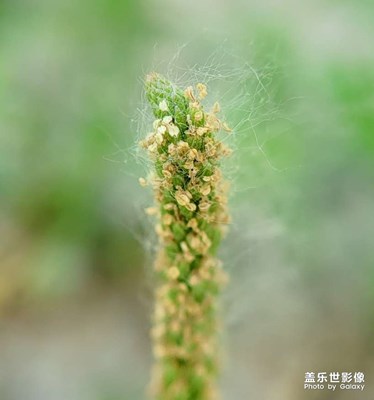 【把生活拍成電影】+綠