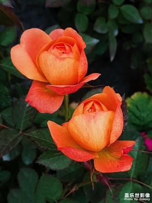 【與光影同行】+花中皇后