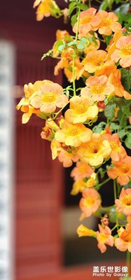 400多年的凌霄花開滿樹！