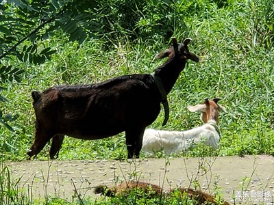 【與光影同行】+夏日正好