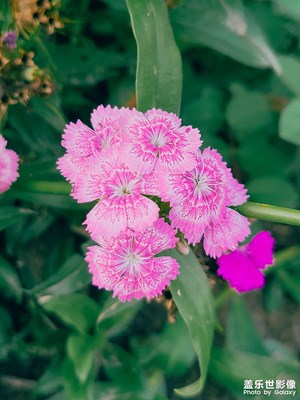 老家隨手拍系列1