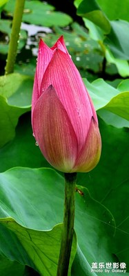 夏雨荷到來。英橋花海美美噠荷花已經(jīng)盛開待你來