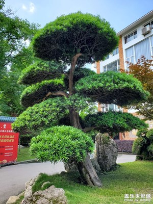 【與光影同行】+植物