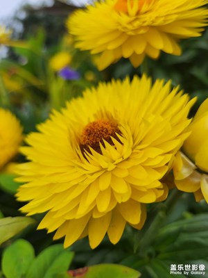 【三星s22·初攝】+仲夏花季