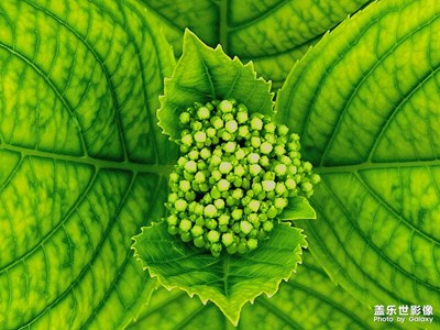 【不匆忙時(shí)刻】+綠葉