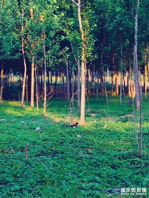 【不匆忙時(shí)刻】+綠（3）