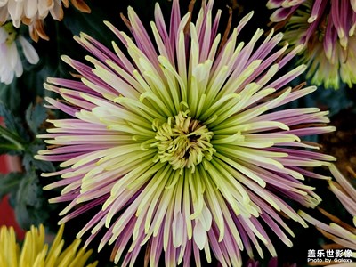 漂亮的花繼續(xù)觀賞