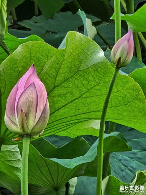 星攝－夏日荷花