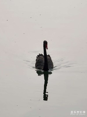 Galaxy S22 UItra 天鵝戲水