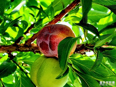 【我的夏天】家里種的水果