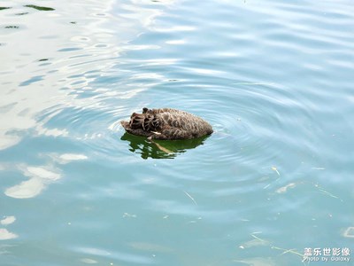 【我的夏天】溪邊乘風