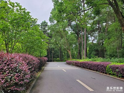 這次是：青山綠葉