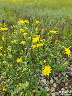 【我的夏天】夏日的草場