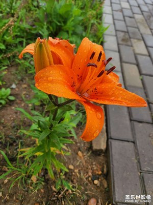 【我的夏天】雨后看花