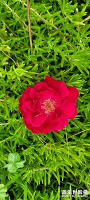 繁花似錦，夏至傾心，三星呈現(xiàn)！