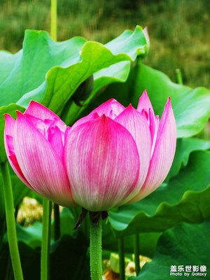 【我的夏天】+醉美夏日