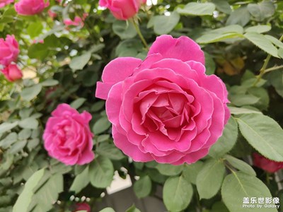 【我的夏天】+月季賞