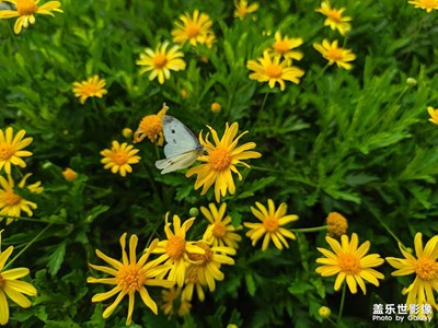 【多彩夏日】+野花香 蜂蝶來(lái)