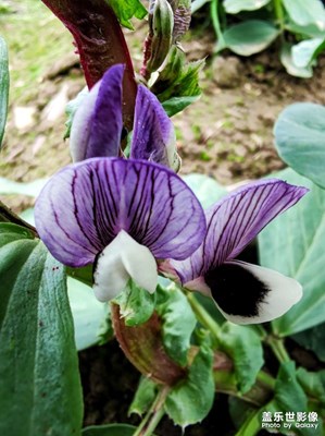 【我的夏天】+蠶豆花